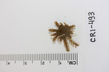 Media type: image;   Invertebrate Zoology CRI-493 Description: Preserved specimen.;